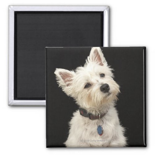 Westie West Highland terrier with collar Magnet