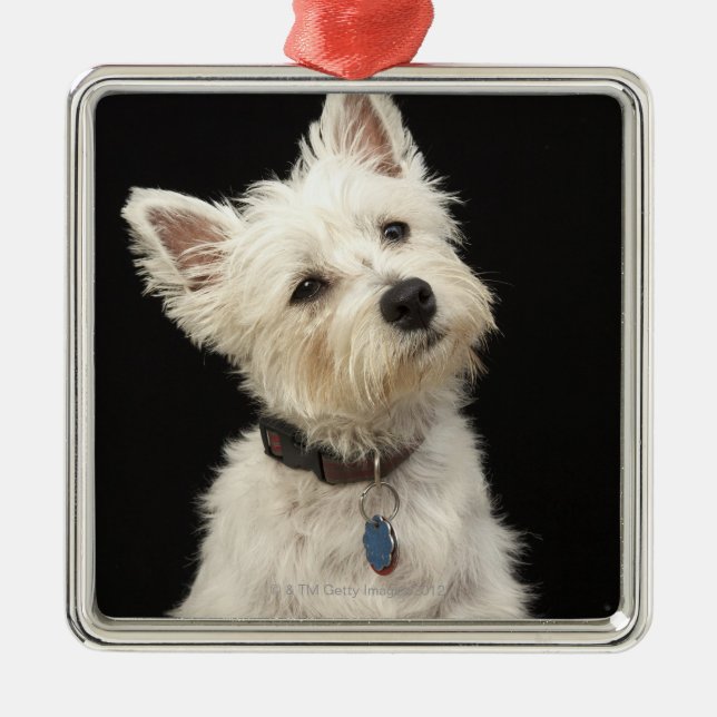 Westie (West Highland terrier) with collar Metal Ornament (Front)