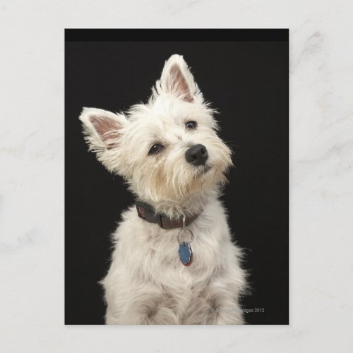 Westie West Highland terrier with collar Postcard