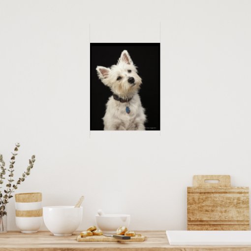 Westie (West Highland terrier) with collar Poster | Zazzle