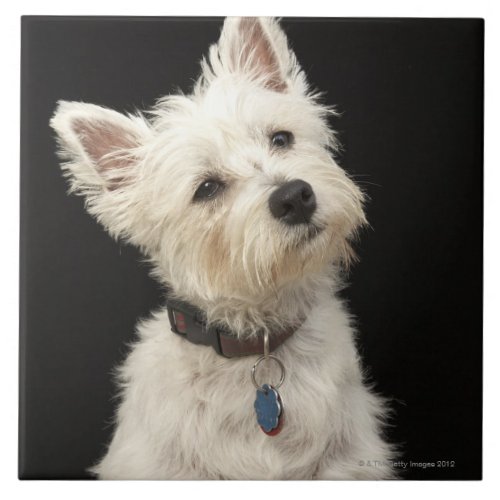 Westie West Highland terrier with collar Tile