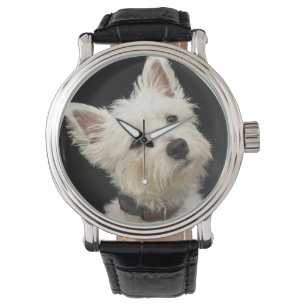 Westie (West Highland terrier) with collar Watch