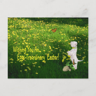 Westie Wishing You An Eggs - Traordinary Easter Holiday Postcard