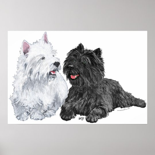 Westie with a Black Cairn Terrier Poster | Zazzle.com