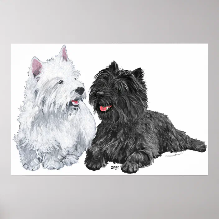 Westie With A Black Cairn Terrier Poster Zazzle Com
