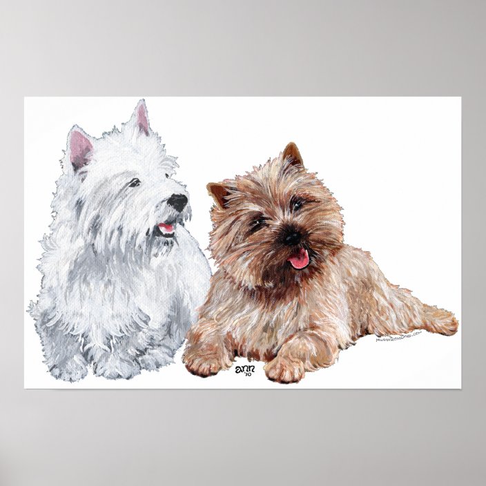 westie and cairn terrier