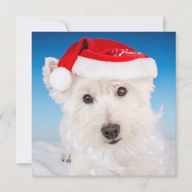 Westie with Santa Hat and Beard Holiday Card (Front)
