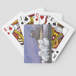 Westies in Scotland Poker Cards
