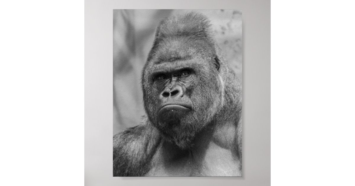 Westland lowland gorilla poster | Zazzle