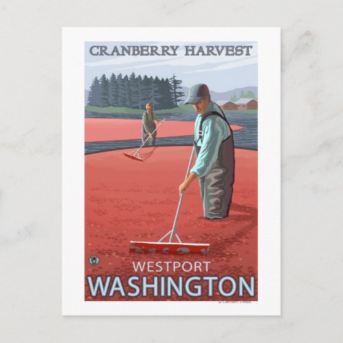 Westport WashingtonCranberry Bog Harvest Postcard