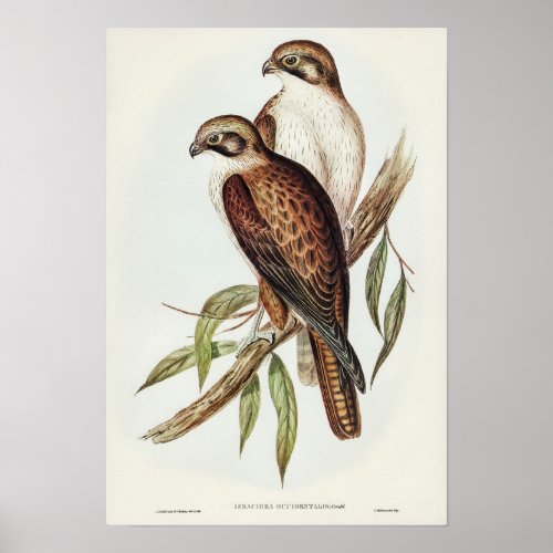 Westren Brown Hawk by Elizabeth Gould Poster