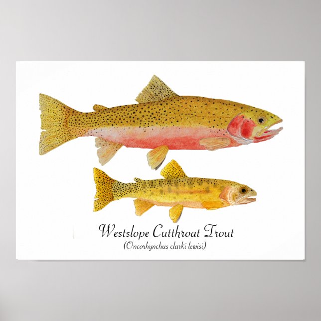 Westslope Cutthroat Trout Artwork Poster (Front)