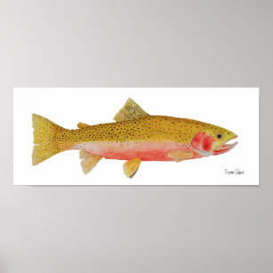 Westslope Cutthroat Trout Watercolor Poster