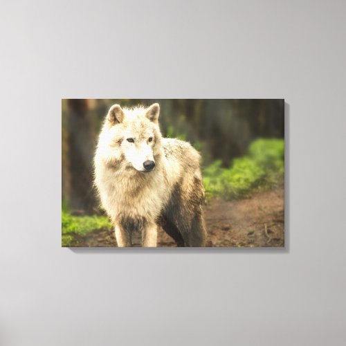 Wet Arctic Wolf in Spring Photo Canvas Print