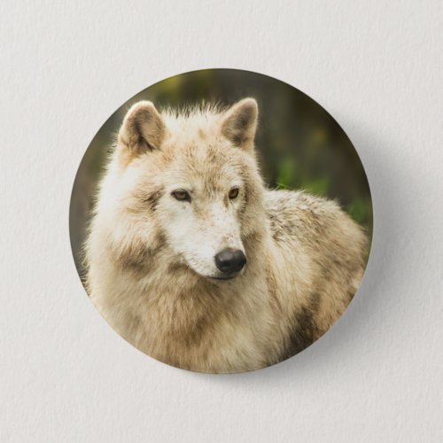 Wet Arctic Wolf in Spring Photo Pinback Button