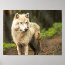 Wet Arctic Wolf in Spring Photo Poster