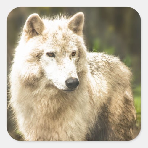 Wet Arctic Wolf in Spring Photo Square Sticker