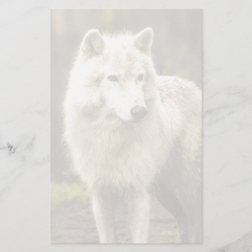 Wet Arctic Wolf in Spring Photo Stationery