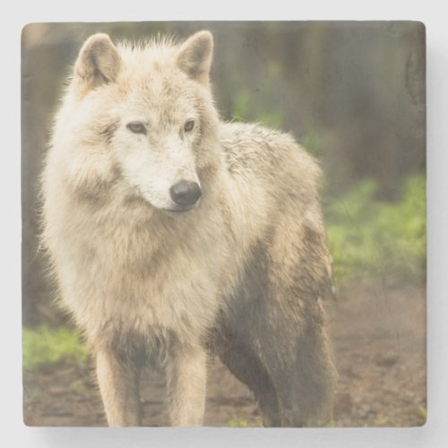 Wet Arctic Wolf in Spring Photo Stone Coaster