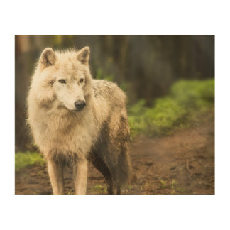 Wet Arctic Wolf in Spring Photo Wood Wall Art