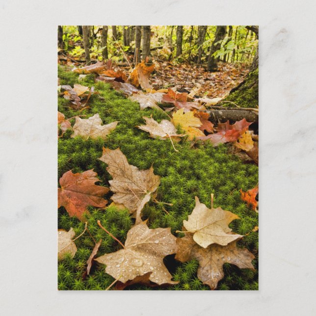 Wet Autumn Forest Floor Photograph Postcard (Front)