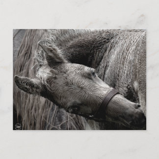 Wet Baby Horse Postcard