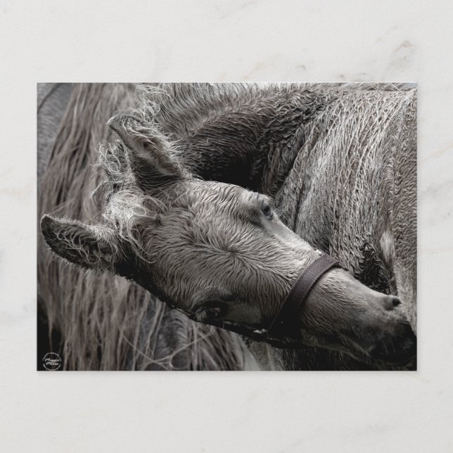 Wet Baby Horse Postcard (Front)