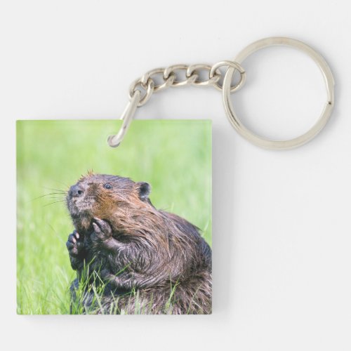 Wet Beaver Keychain