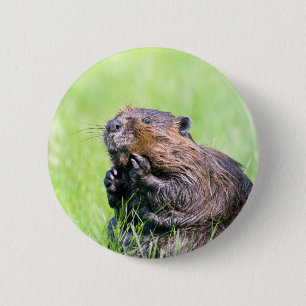 Wet Beaver Pinback Button