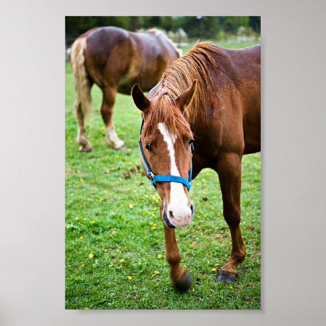 Wet Chestnut Poster (Front)