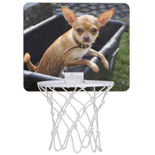 Wet Chihuahua Puppy Mini Basketball Hoop