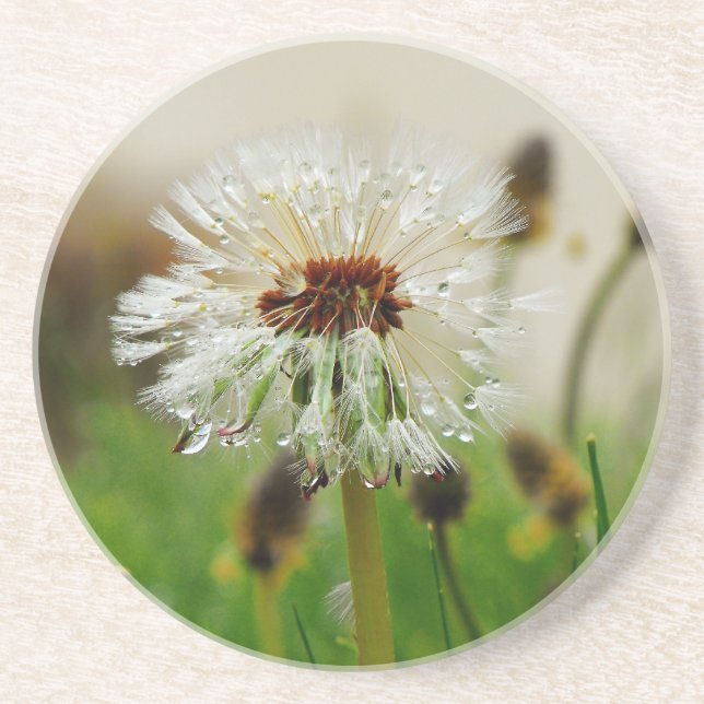Wet Dandelion Drink Coaster (Front)