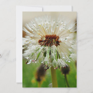 Wet Dandelion Holiday Card