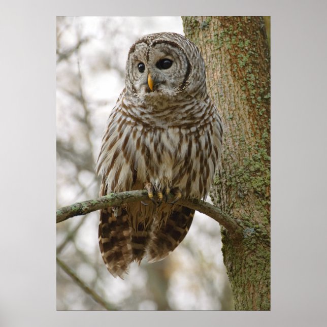 Wet Feathers Barred Owl Alert Looking for Prey Poster (Front)