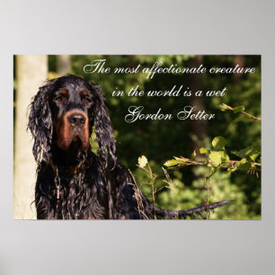Wet Gordon Setter Poster