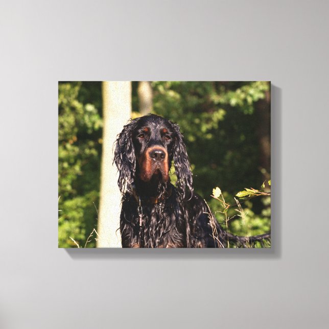 Wet Gordon Setter Wrapped Canvas Print (Front)