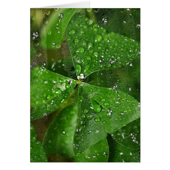 Wet Irish Shamrock Cards (Front)