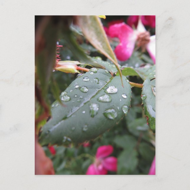 Wet Leaf Postcard (Front)