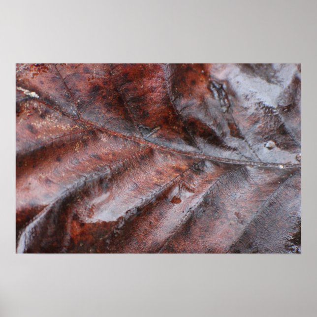Wet Leaf Poster (Front)