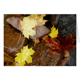 Wet Leaves and Rocks Autumn Nature Photography Cards