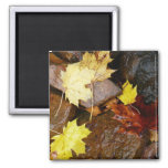 Wet Leaves and Rocks Autumn Nature Photography Magnet