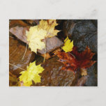 Wet Leaves and Rocks Autumn Nature Photography Postcard