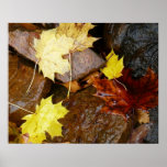 Wet Leaves and Rocks Autumn Nature Photography Poster