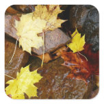 Wet Leaves and Rocks Autumn Nature Photography Square Sticker