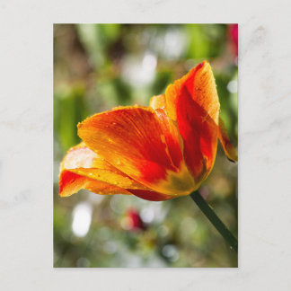 Wet Orange and Yellow Tulip Postcard
