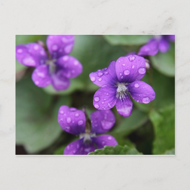 Wet Purple Violets Postcard (Front)