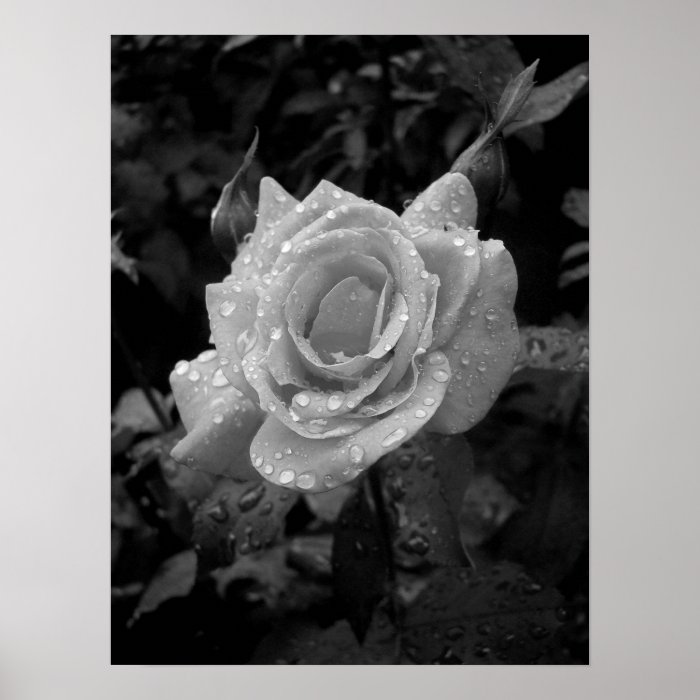 Wet Rose Posters