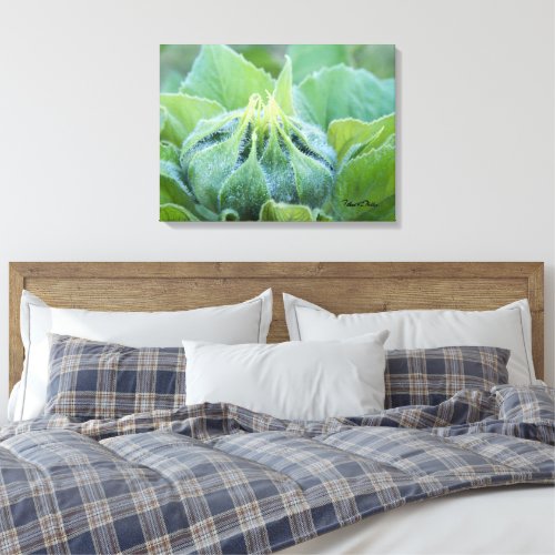 Wet Sunflower Bud Close Up Photograph Canvas Print