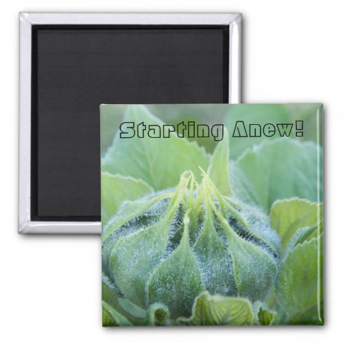 Wet Sunflower Bud Close Up Photograph Magnet