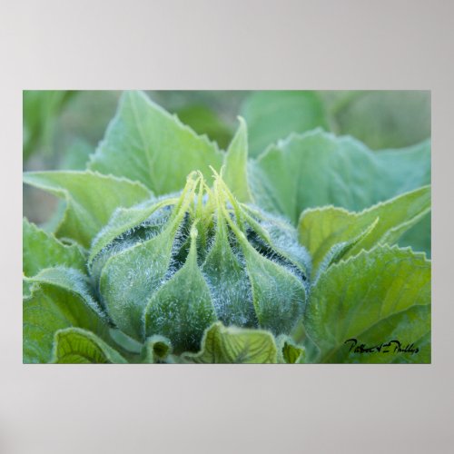 Wet Sunflower Bud Close Up Photograph Poster